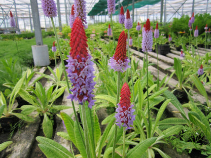 Primula vialii Pond & Bog Plant, Pack of 3 (9cm Pots)