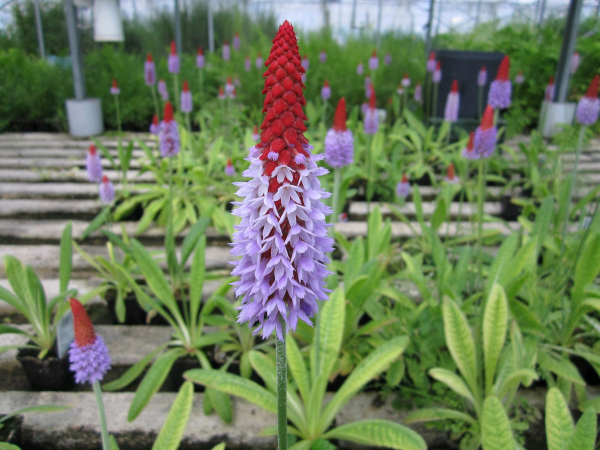 Primula vialii Pond & Bog Plant, Pack of 3 (9cm Pots)