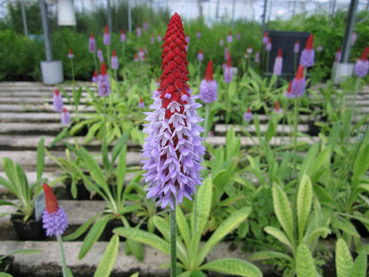 Primula vialii Pond & Bog Plant, Pack of 3 (9cm Pots)