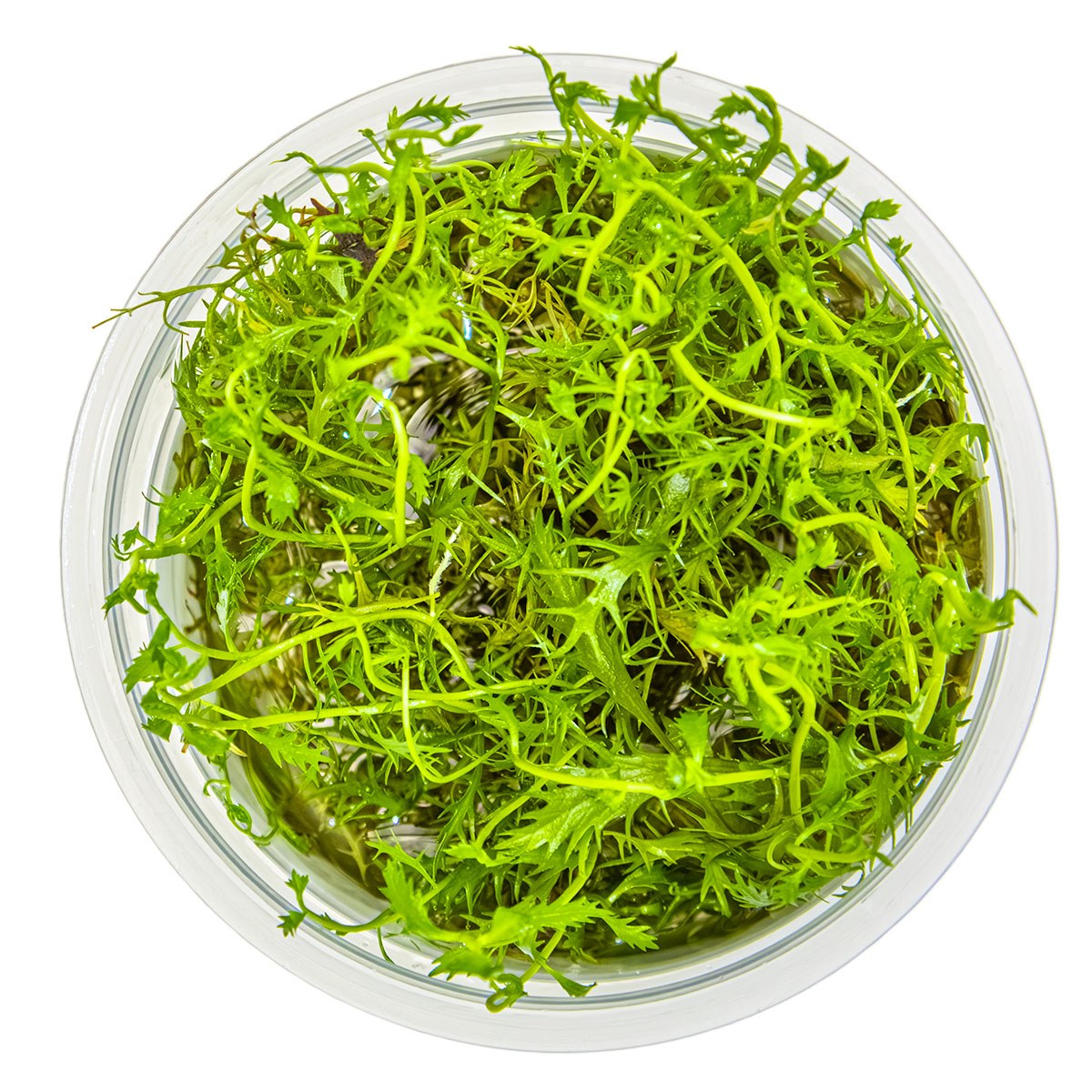 Proserpinaca palustris 'Cuba' — 1-2-Grow!