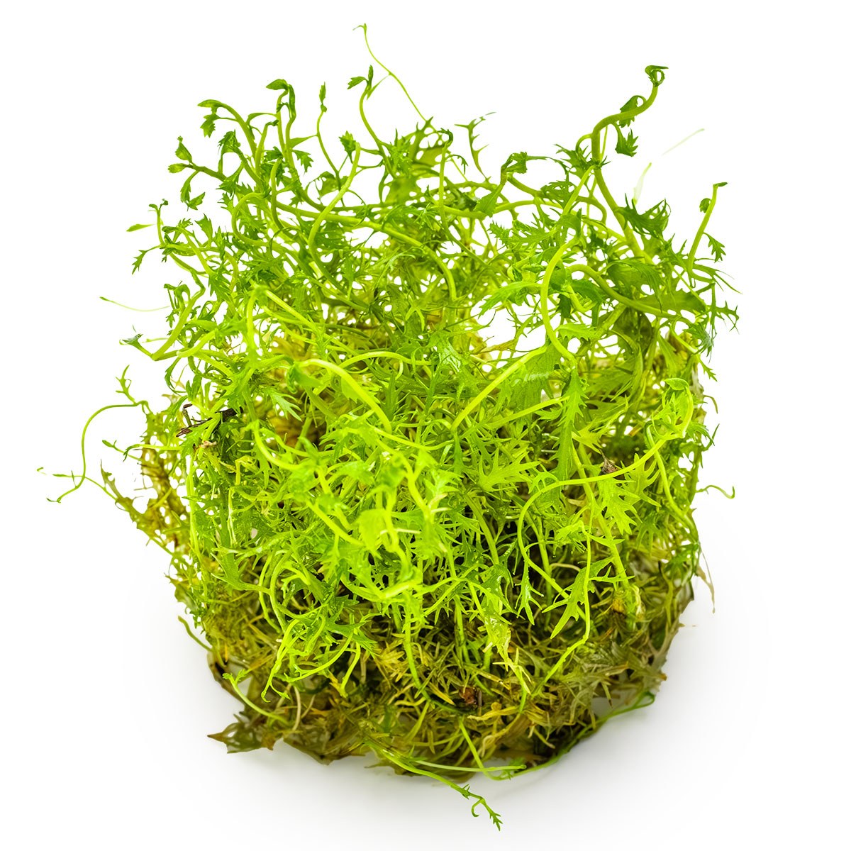 Proserpinaca palustris 'Cuba' — 1-2-Grow!