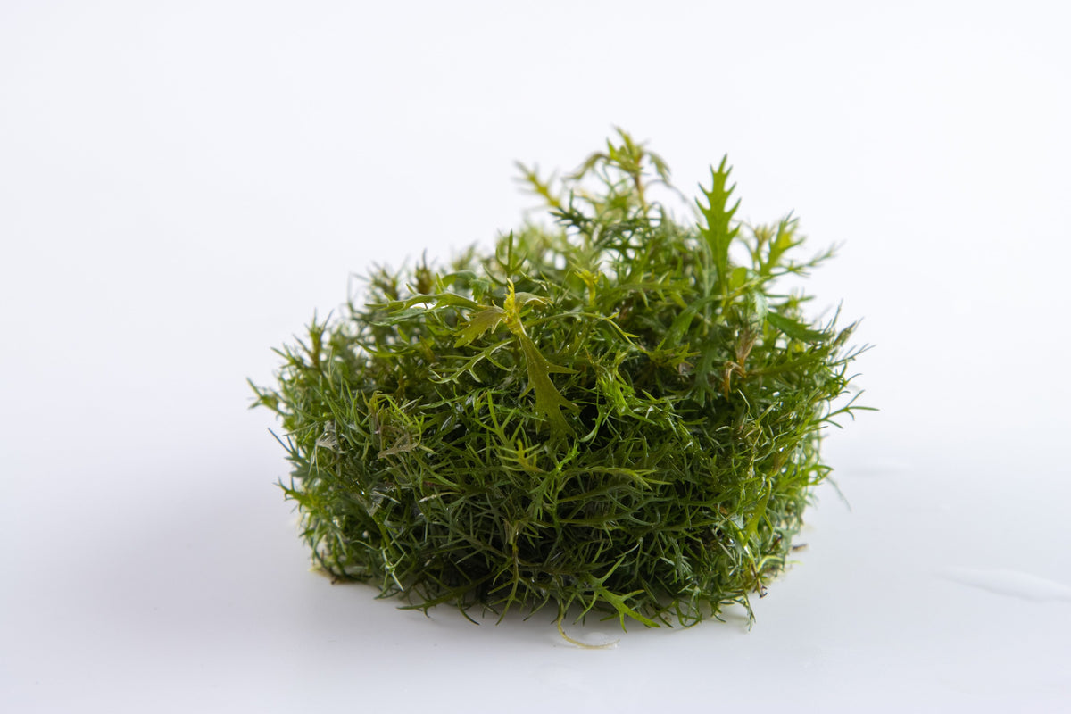 Proserpinaca palustris 'Cuba' — 1-2-Grow!