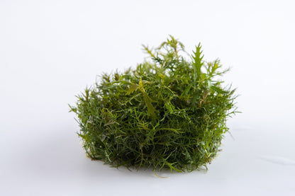 Proserpinaca palustris 'Cuba' — 1-2-Grow!