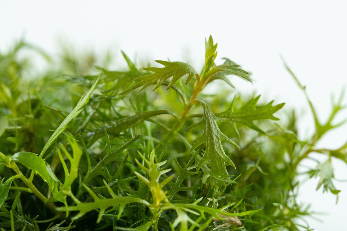Proserpinaca palustris 'Cuba' — 1-2-Grow!