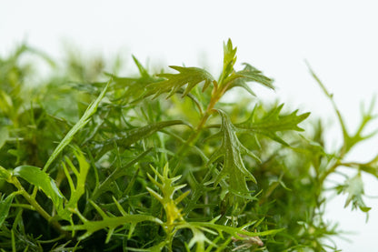 Proserpinaca palustris 'Cuba' — 1-2-Grow!