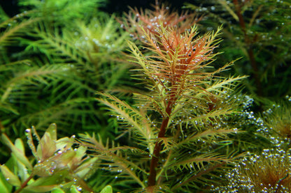 Proserpinaca palustris 'Cuba' — 1-2-Grow!