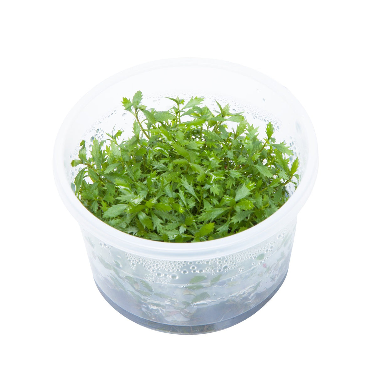 Proserpinaca palustris 'Cuba' — 1-2-Grow!