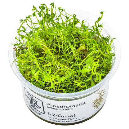 Proserpinaca palustris 'Cuba' — 1-2-Grow!