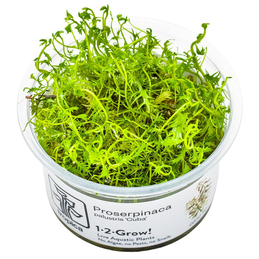 Proserpinaca palustris 'Cuba' — 1-2-Grow!