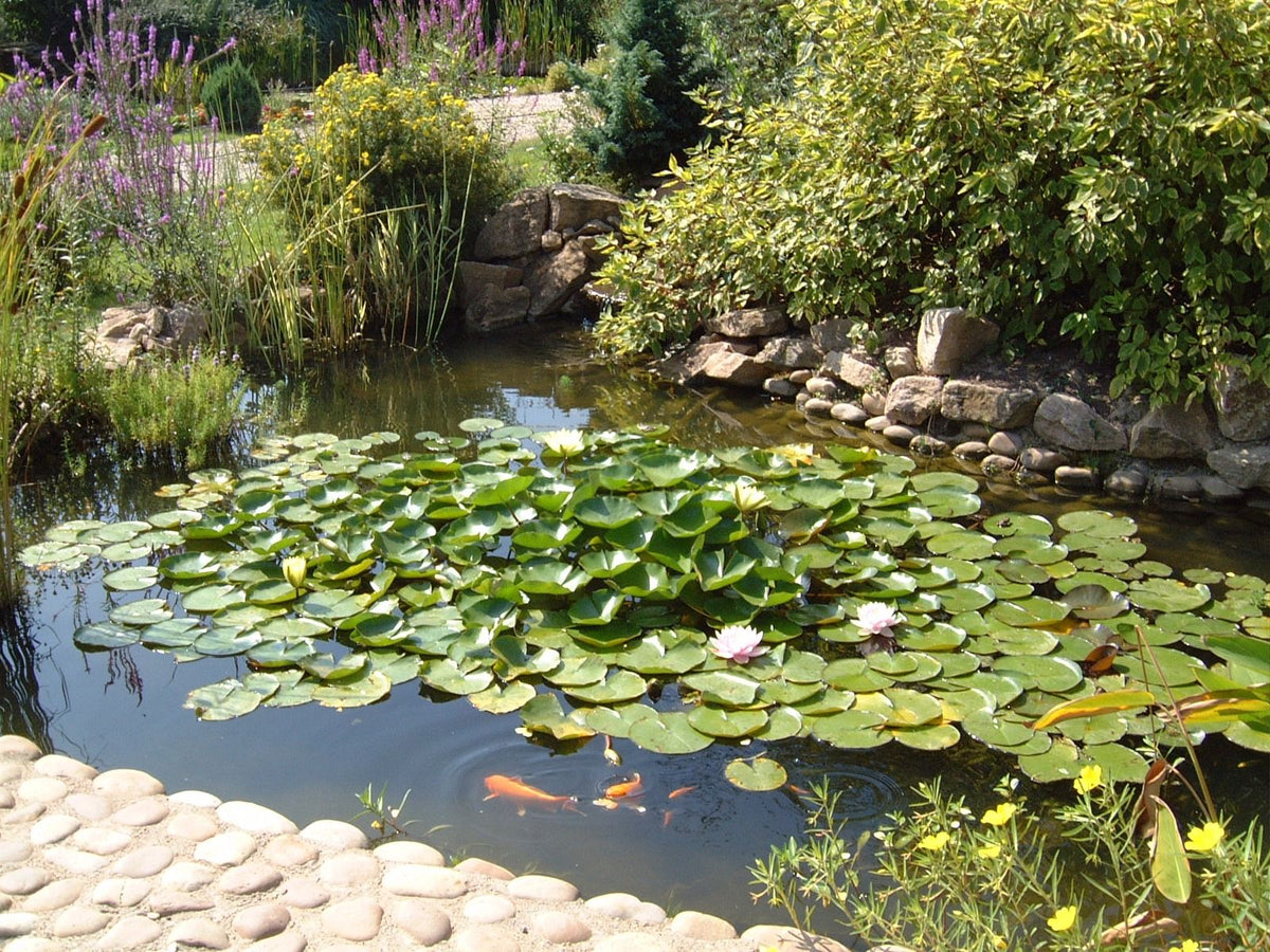 PVC pond liner fitted in a garden pond