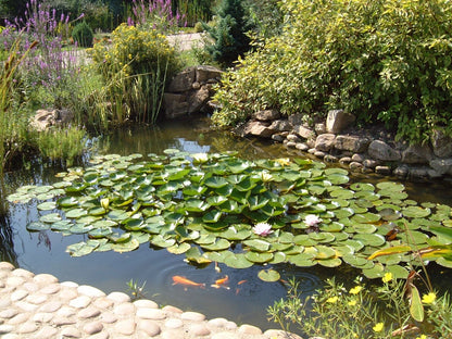 PVC pond liner fitted in a garden pond