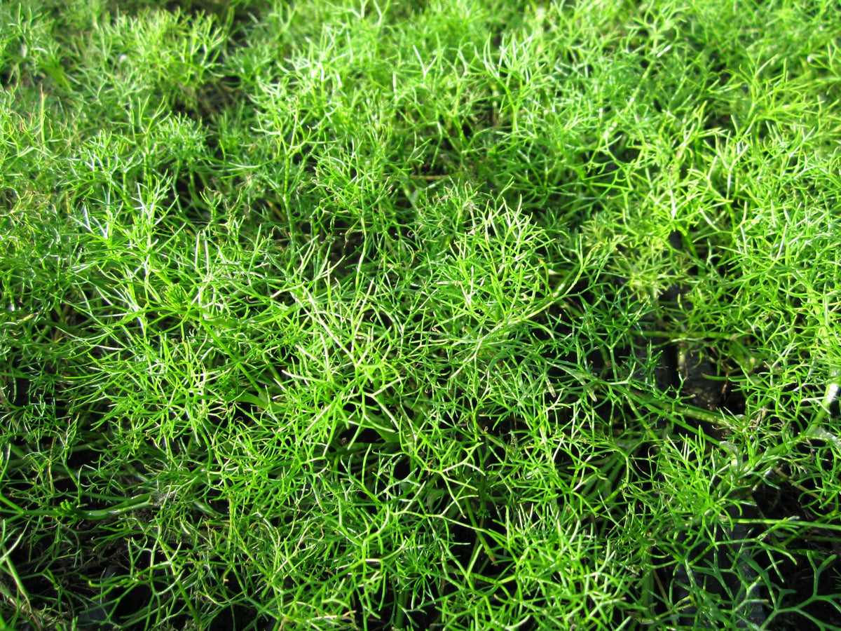 Ranunculus aquatilis - Native Pond Oxygenating Plant, Pack of 5 Bunches