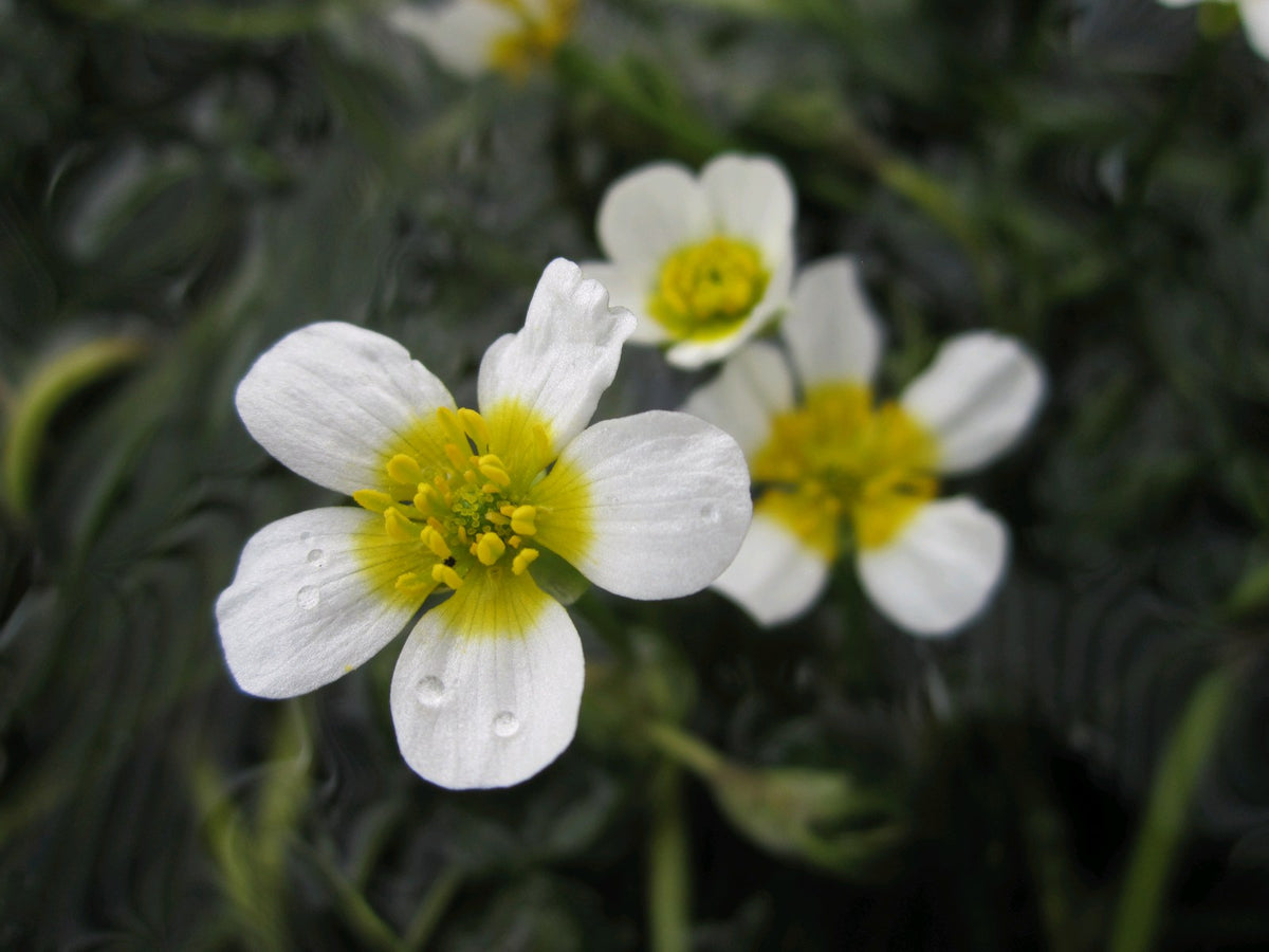 Ranunculus aquatilis - Native Pond Oxygenating Plant, Pack of 5 Bunches