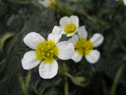 Ranunculus aquatilis - Native Pond Oxygenating Plant, Pack of 5 Bunches