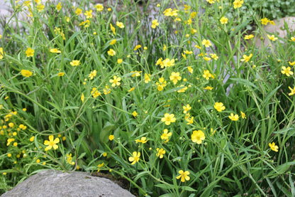 Ranunculus flammula Marginal Pond Plant