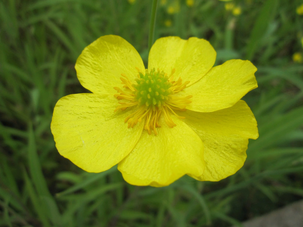Ranunculus flammula Marginal Pond Plant