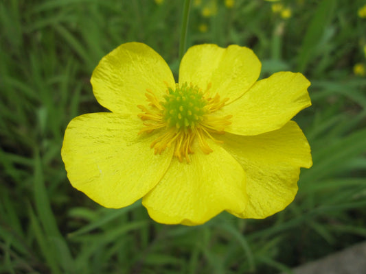 Ranunculus flammula Marginal Pond Plant