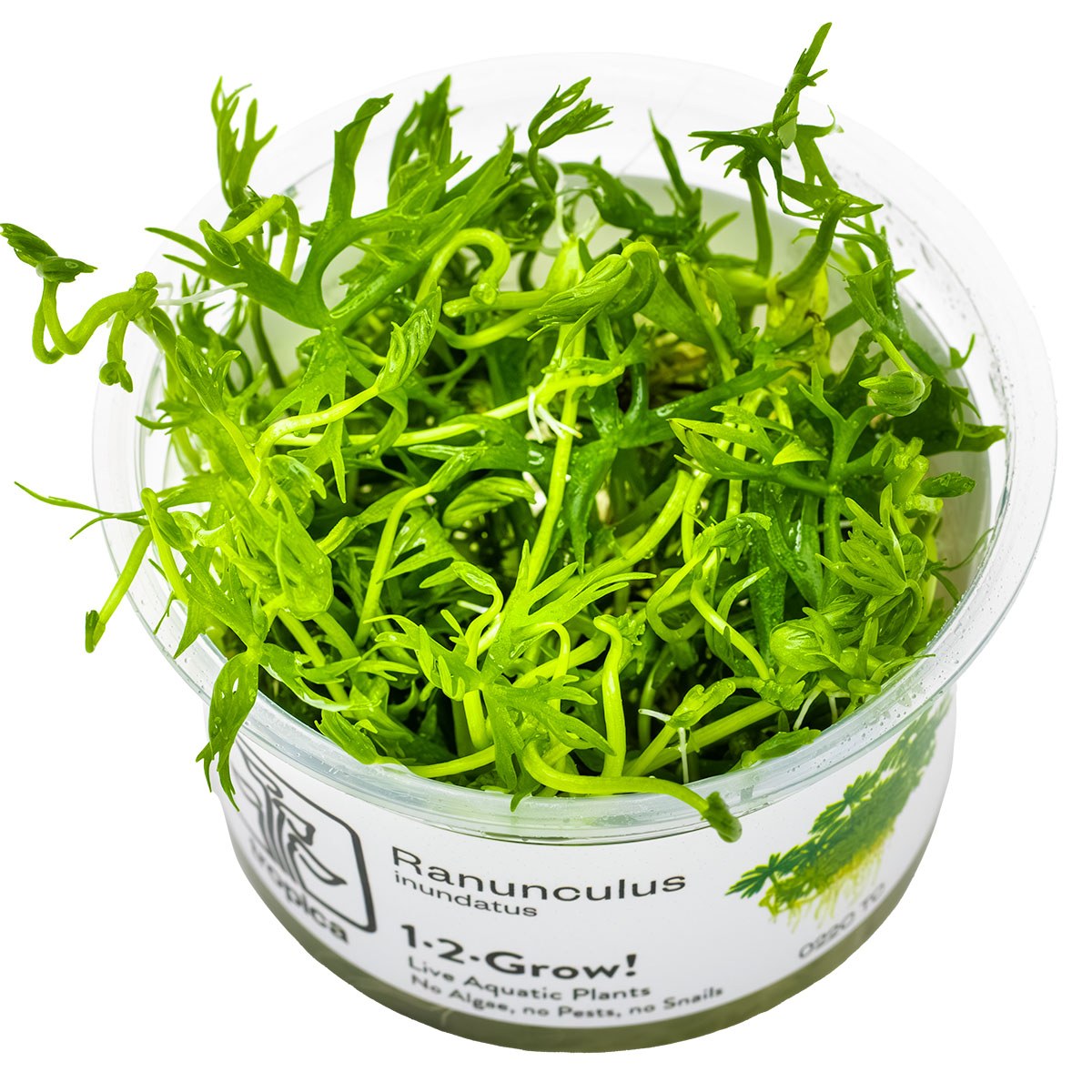 Ranunculus inundatus 1-2-Grow! Aquarium Plant — 1-2-Grow!