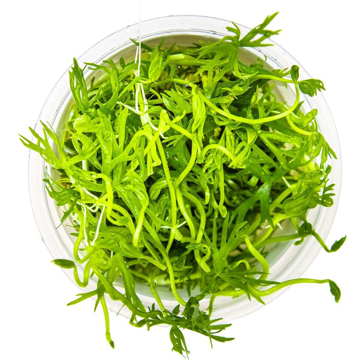 Ranunculus inundatus 1-2-Grow! Aquarium Plant — 1-2-Grow!
