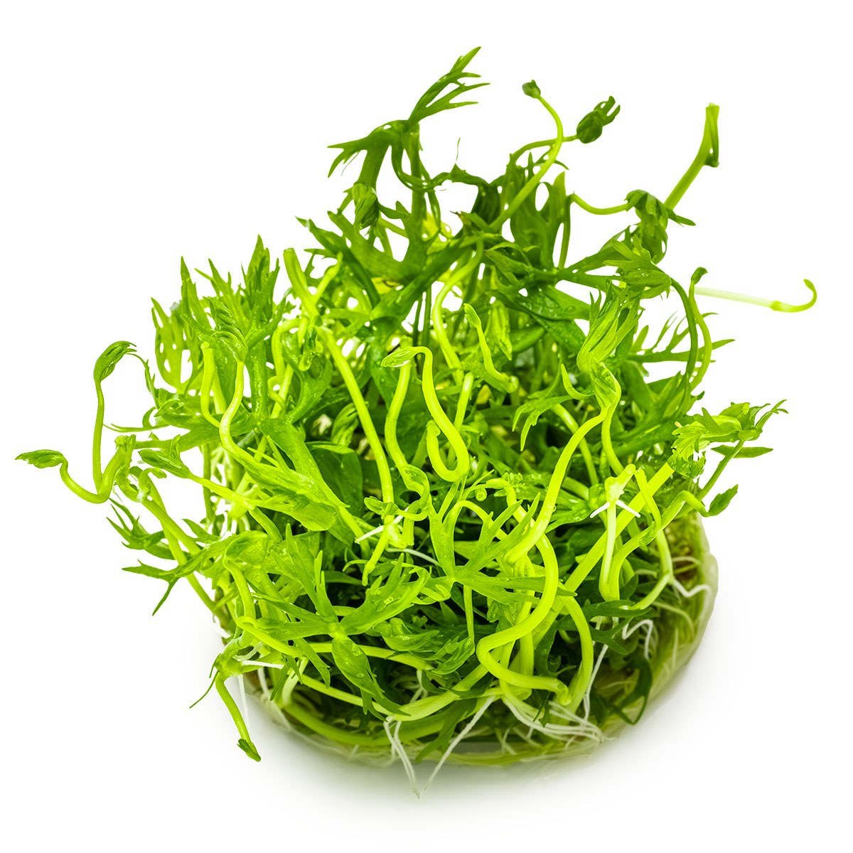 Ranunculus inundatus 1-2-Grow! Aquarium Plant — 1-2-Grow!