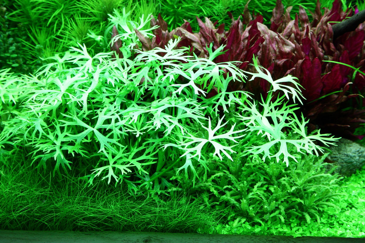 Ranunculus inundatus 1-2-Grow! Aquarium Plant — 1-2-Grow!