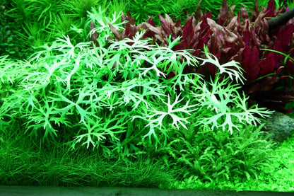 Ranunculus inundatus 1-2-Grow! Aquarium Plant — 1-2-Grow!