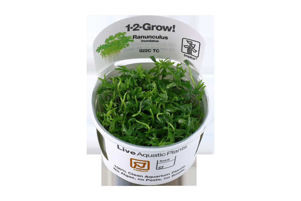 Ranunculus inundatus 1-2-Grow! Aquarium Plant — 1-2-Grow!