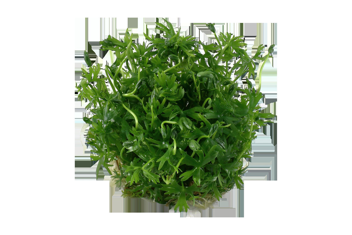 Ranunculus inundatus 1-2-Grow! Aquarium Plant — 1-2-Grow!
