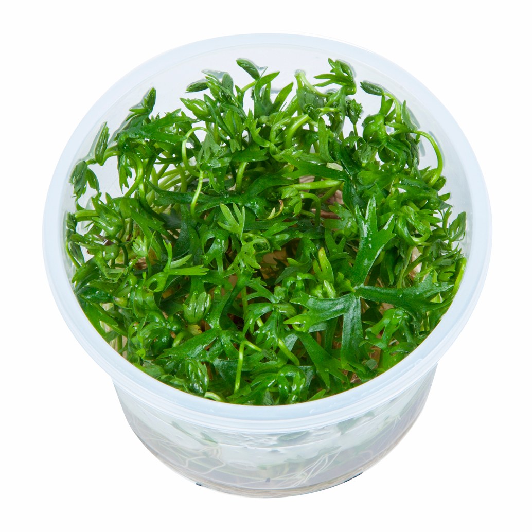 Ranunculus inundatus 1-2-Grow! Aquarium Plant — 1-2-Grow!