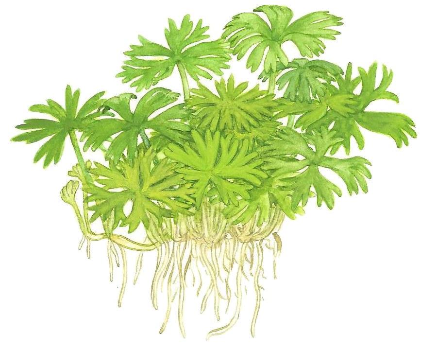 Ranunculus inundatus 1-2-Grow! Aquarium Plant — 1-2-Grow!