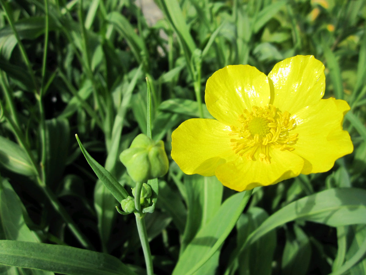Ranunculus lingua Grandiflorus Pond Marginal Plant