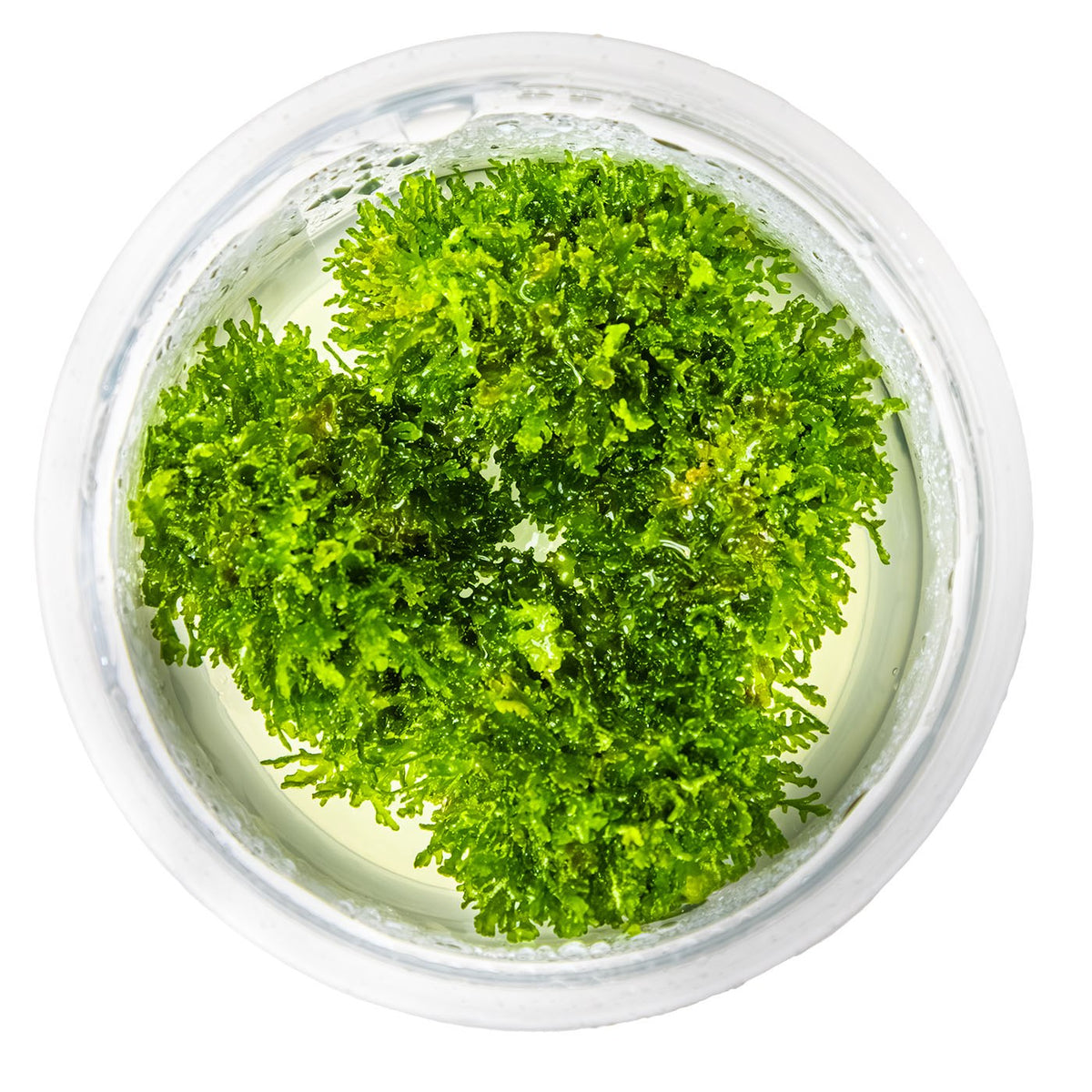 Riccardia chamedryfolia Moss (1-2-Grow! Format) — 1-2-Grow!