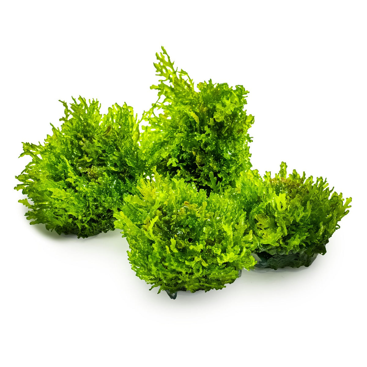 Riccardia chamedryfolia Moss (1-2-Grow! Format) — 1-2-Grow!