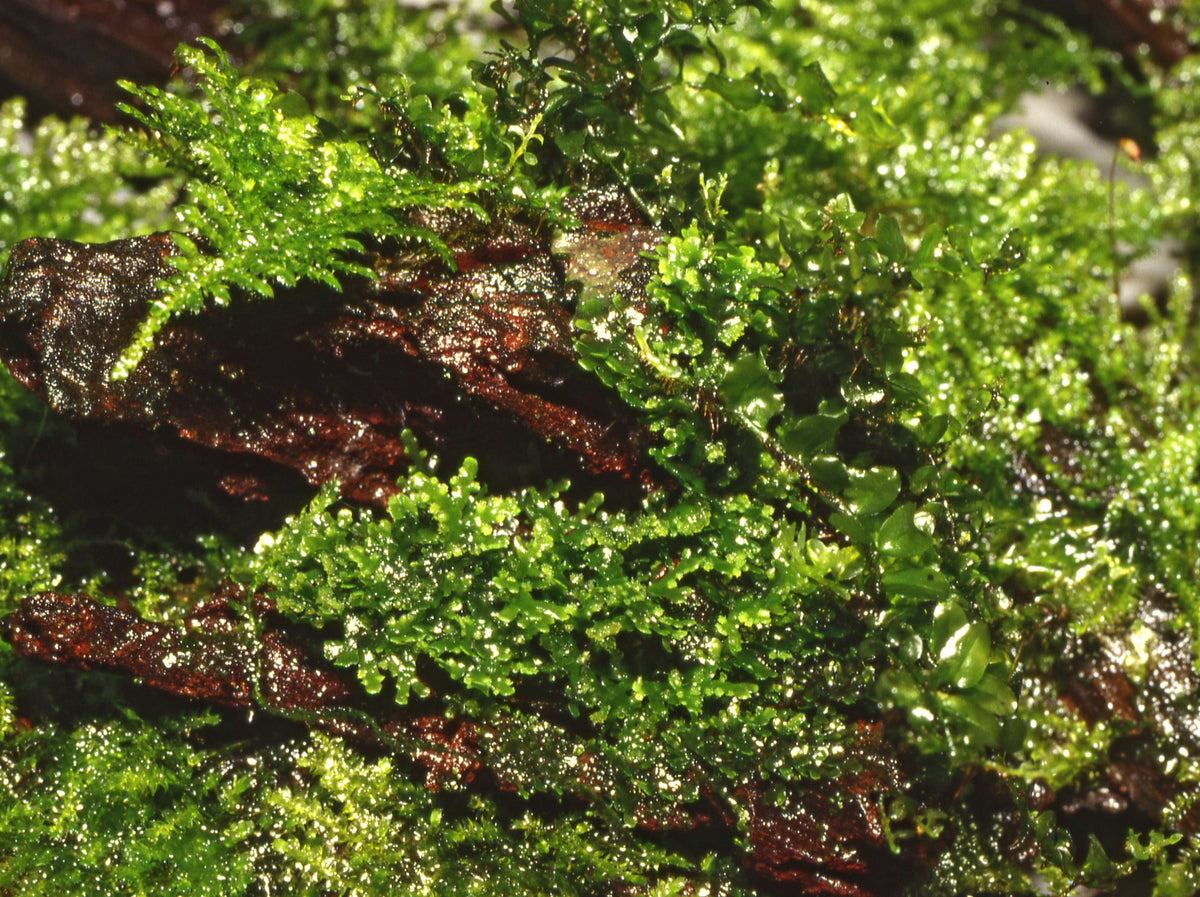 Riccardia chamedryfolia Moss (1-2-Grow! Format) — 1-2-Grow!