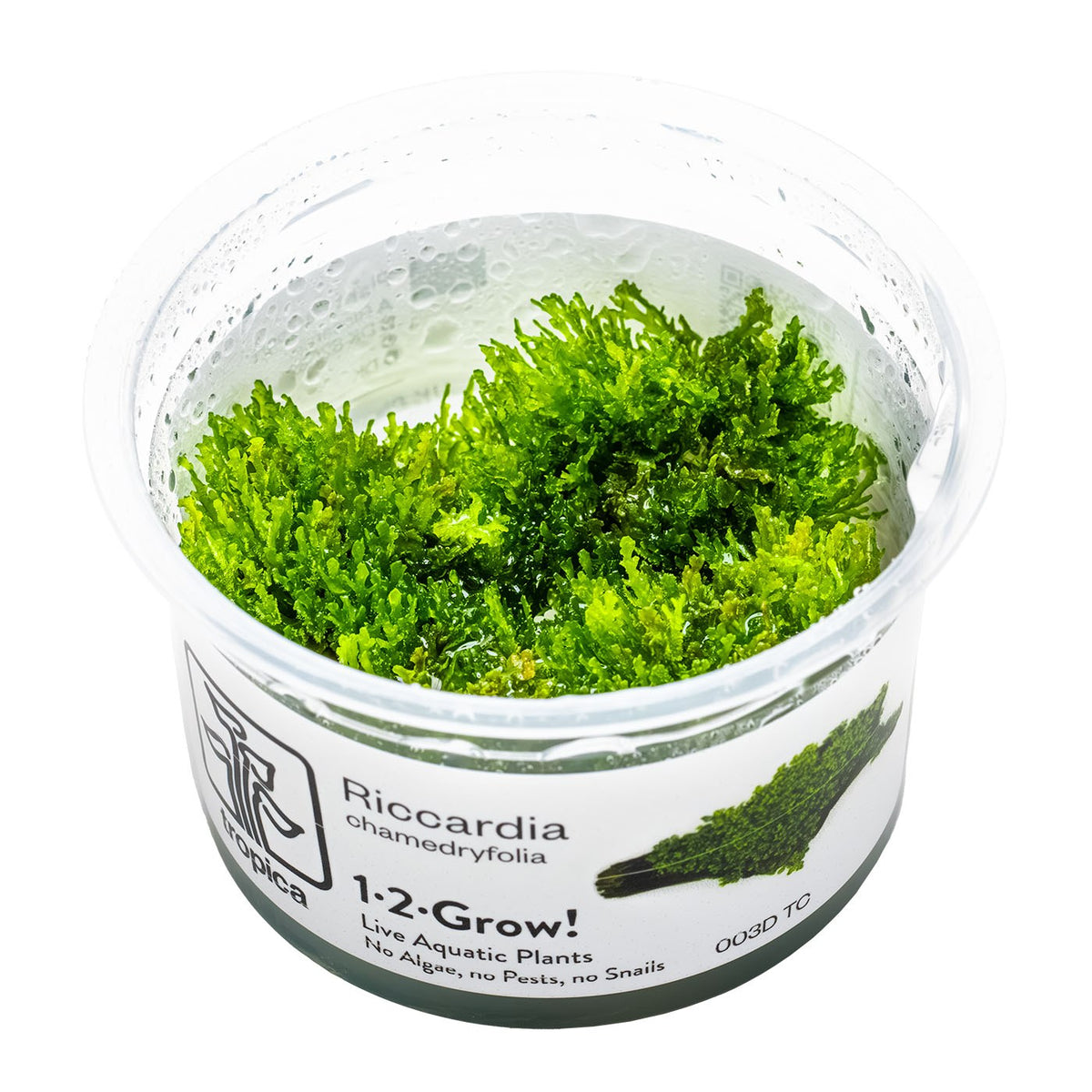 Riccardia chamedryfolia Moss (1-2-Grow! Format) — 1-2-Grow!