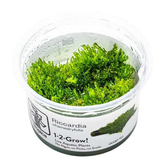 Riccardia chamedryfolia Moss (1-2-Grow! Format) — 1-2-Grow!