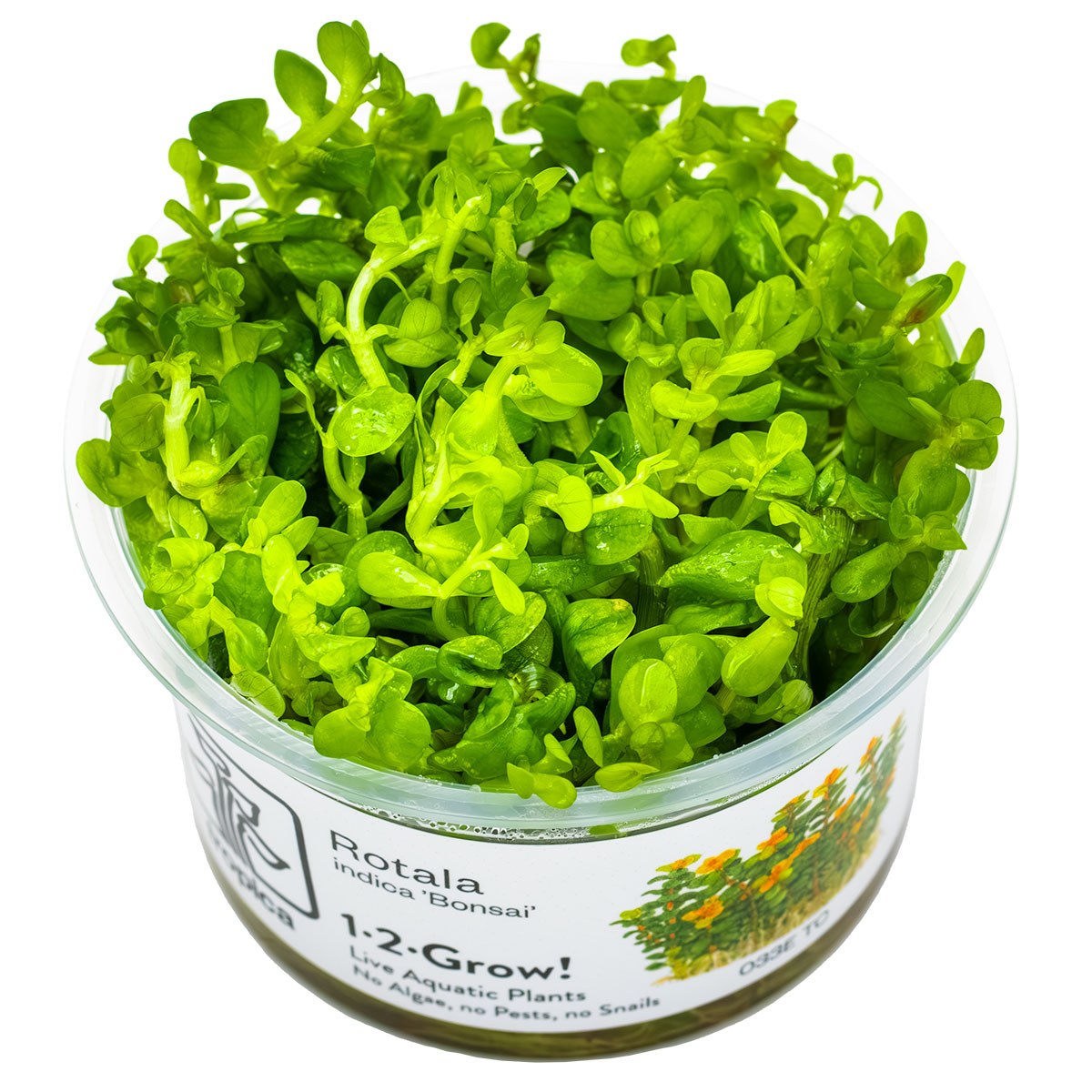 Rotala indica 'Bonsai' — 1-2-Grow!