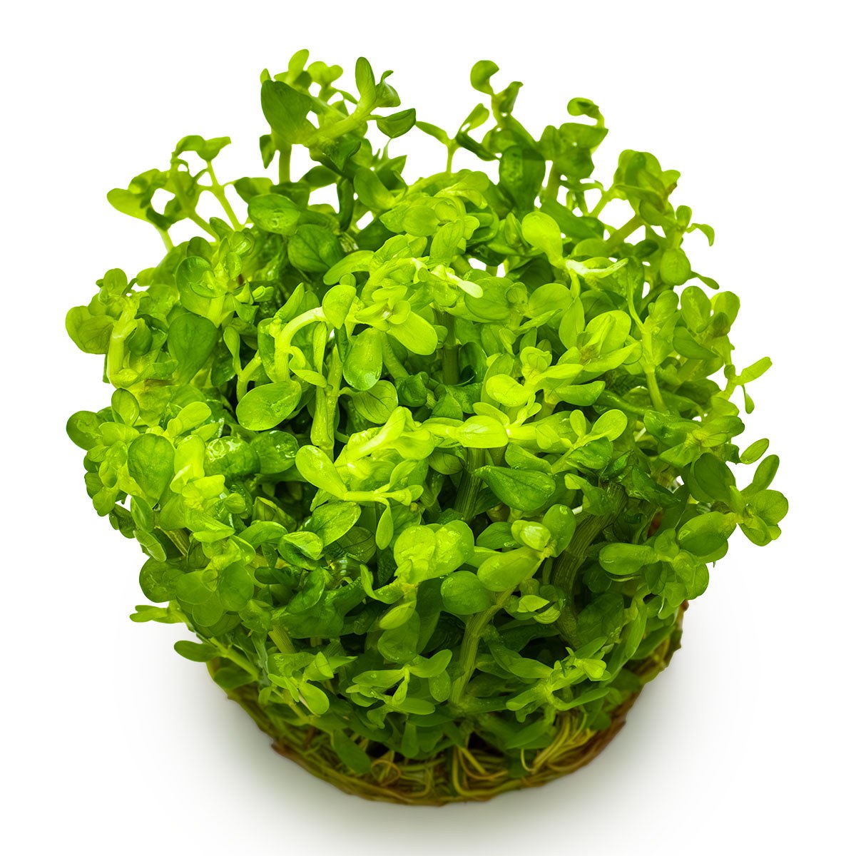 Rotala indica 'Bonsai' — 1-2-Grow!