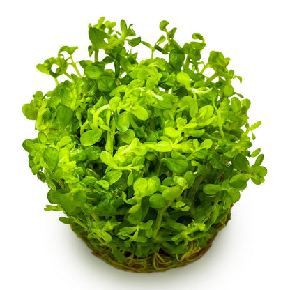 Rotala indica 'Bonsai' — 1-2-Grow!