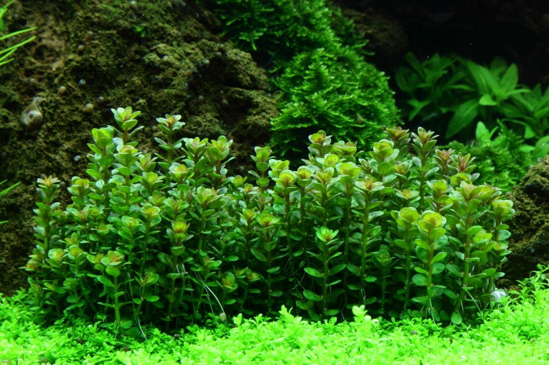 Rotala indica 'Bonsai' — 1-2-Grow!