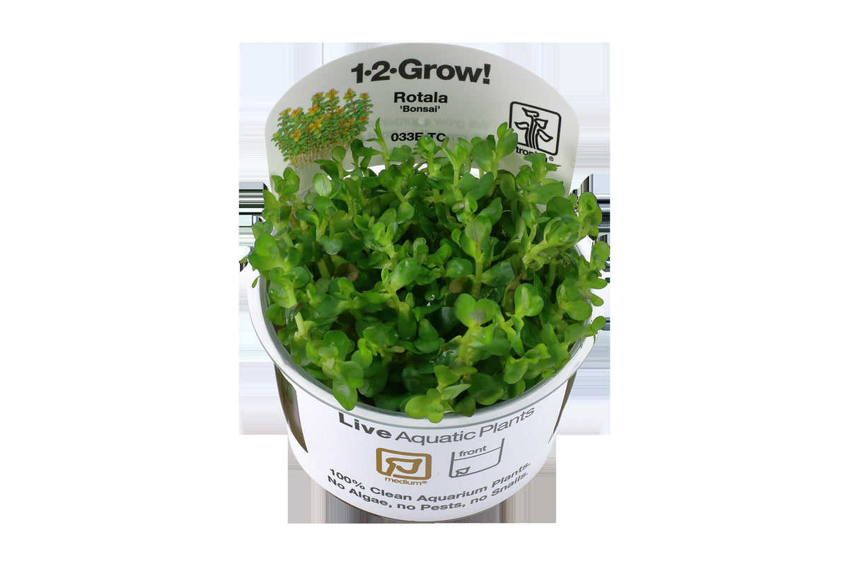 Rotala indica 'Bonsai' — 1-2-Grow!