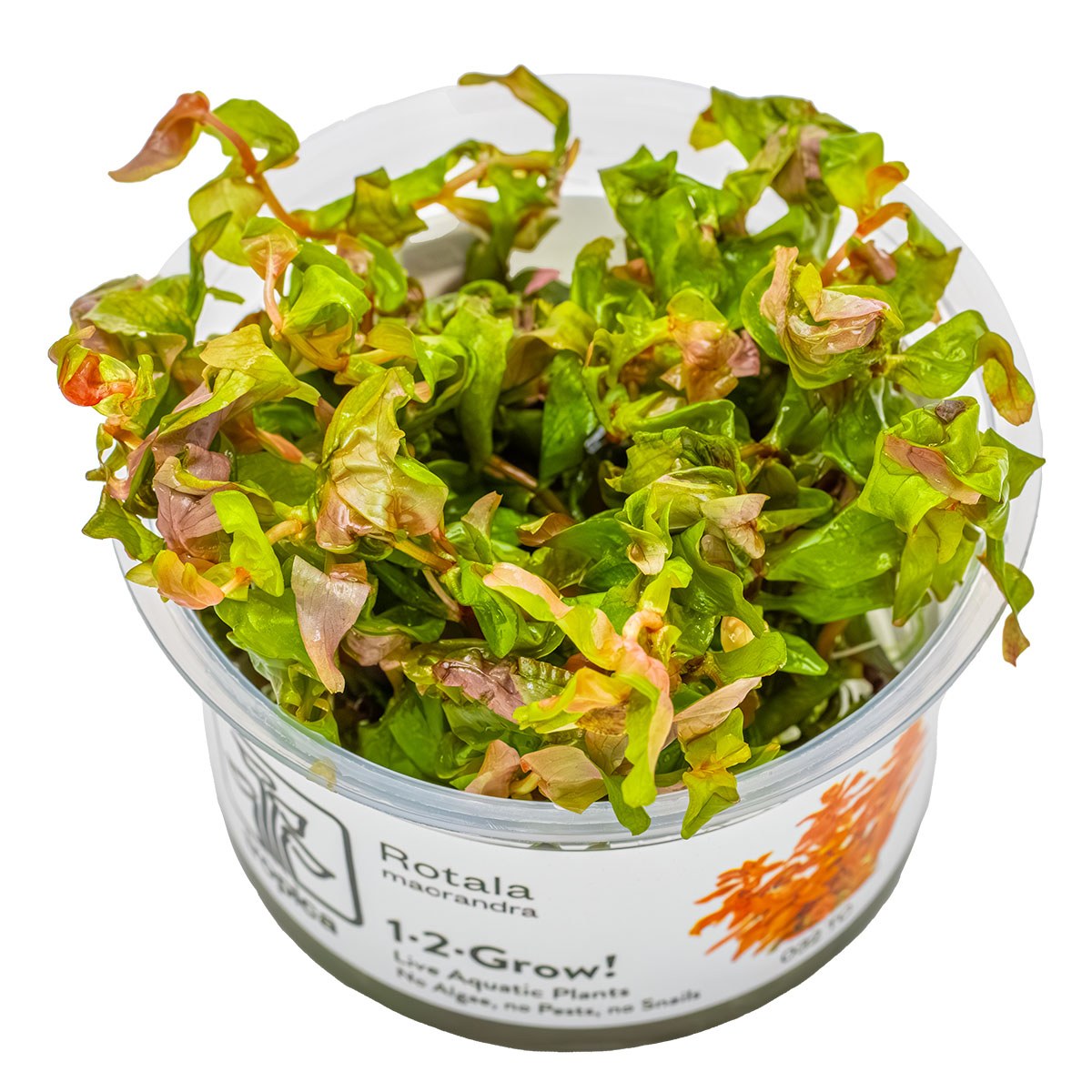 Rotala macrandra — 1-2-Grow!
