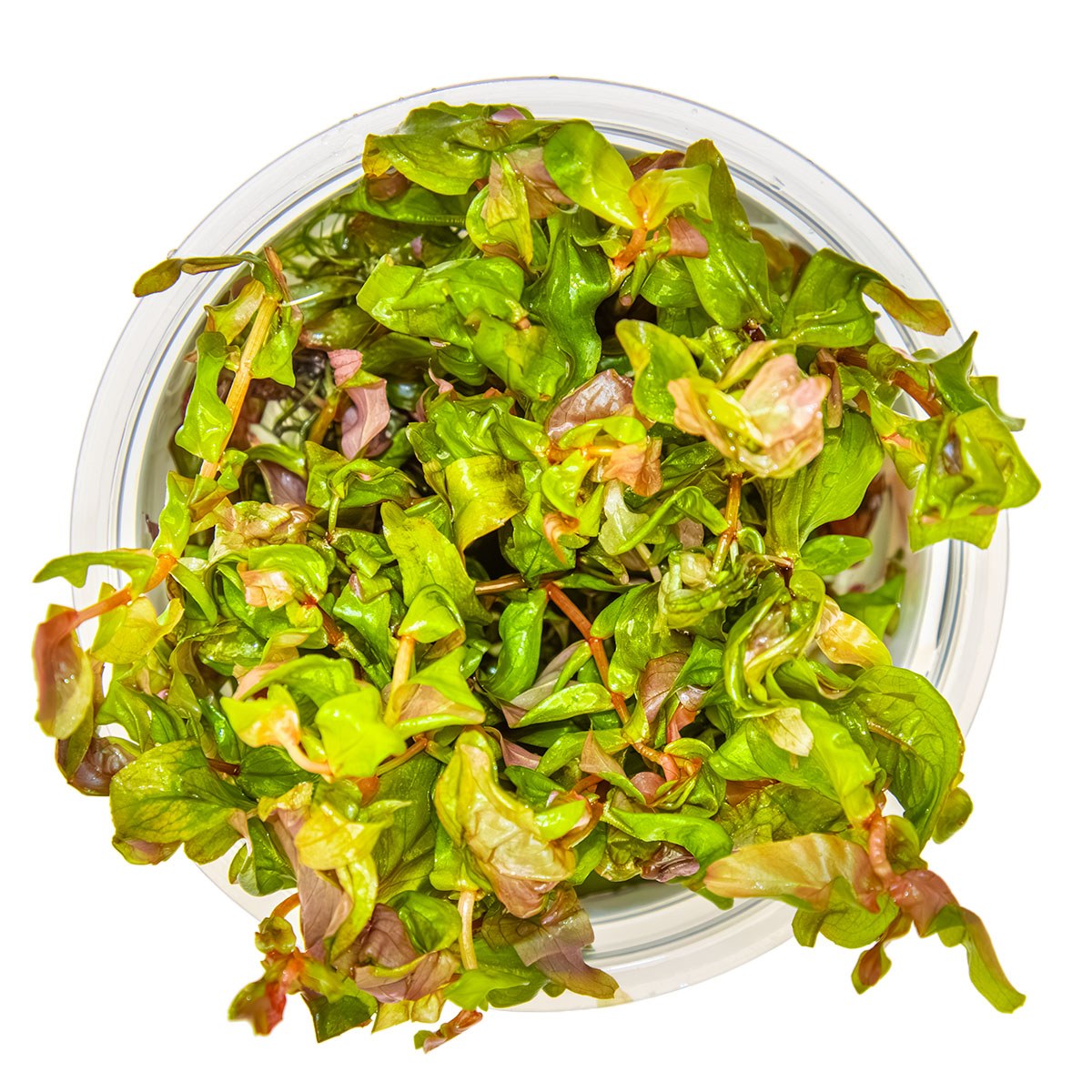 Rotala macrandra — 1-2-Grow!