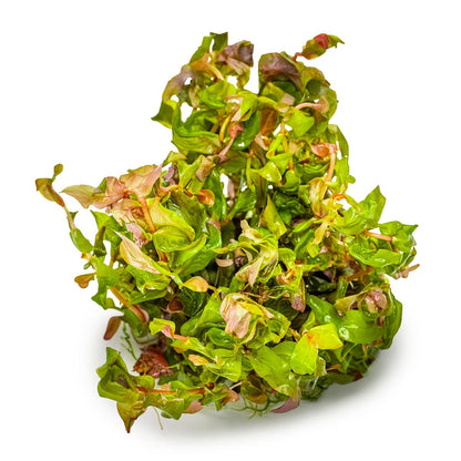 Rotala macrandra — 1-2-Grow!