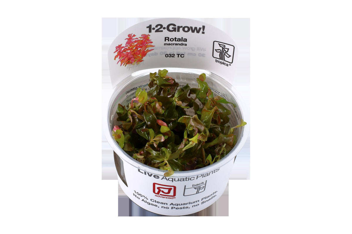 Rotala macrandra — 1-2-Grow!