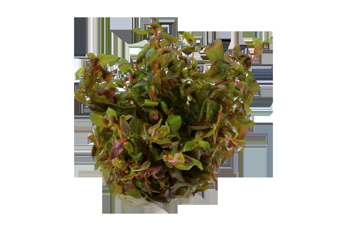 Rotala macrandra — 1-2-Grow!