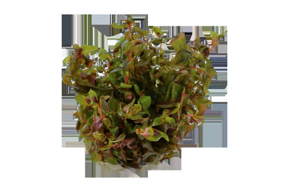 Rotala macrandra — 1-2-Grow!