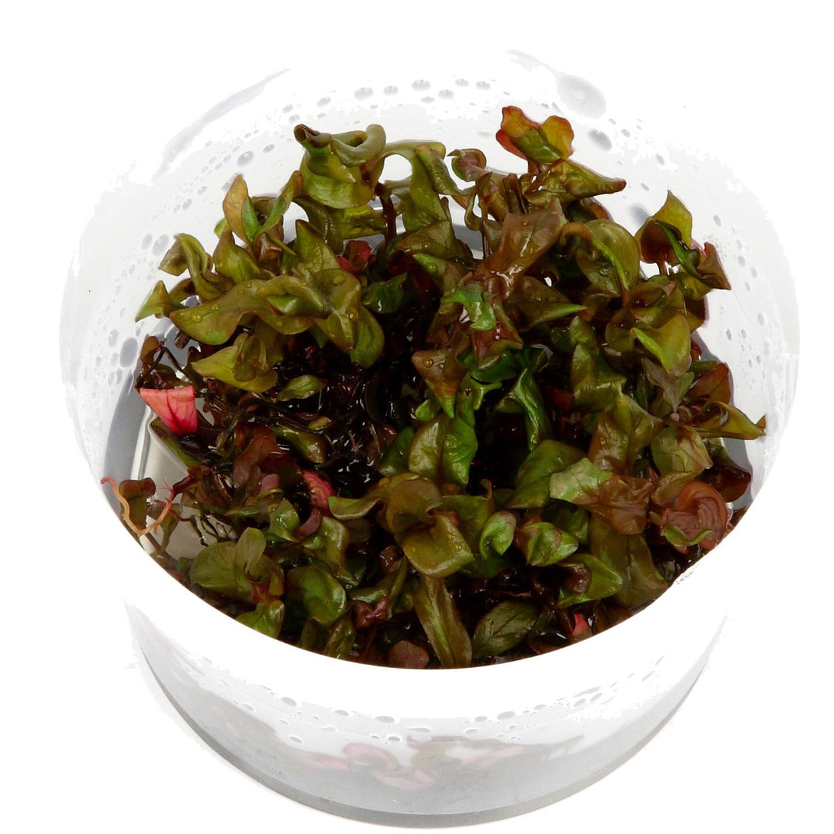Rotala macrandra — 1-2-Grow!
