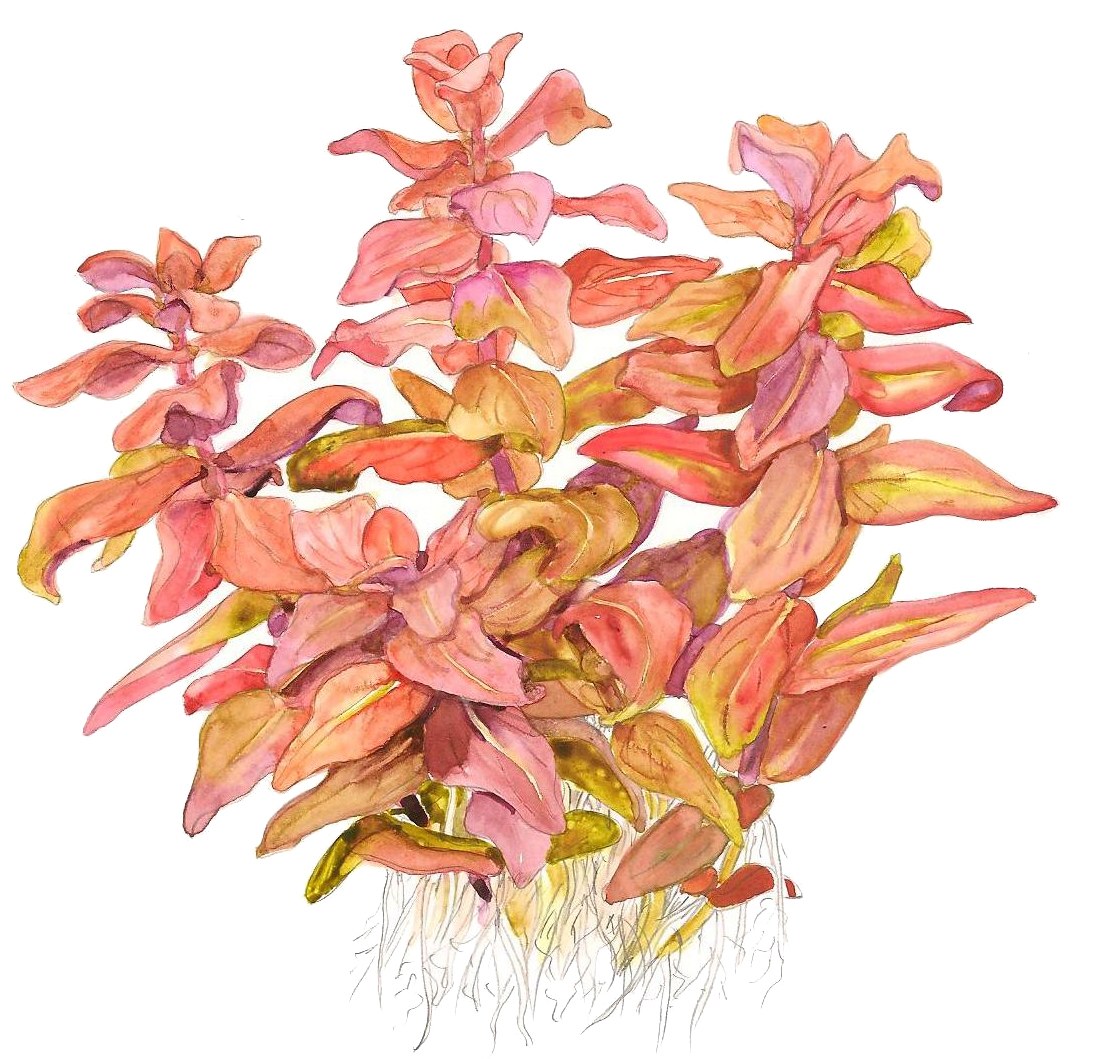 Rotala macrandra — 1-2-Grow!