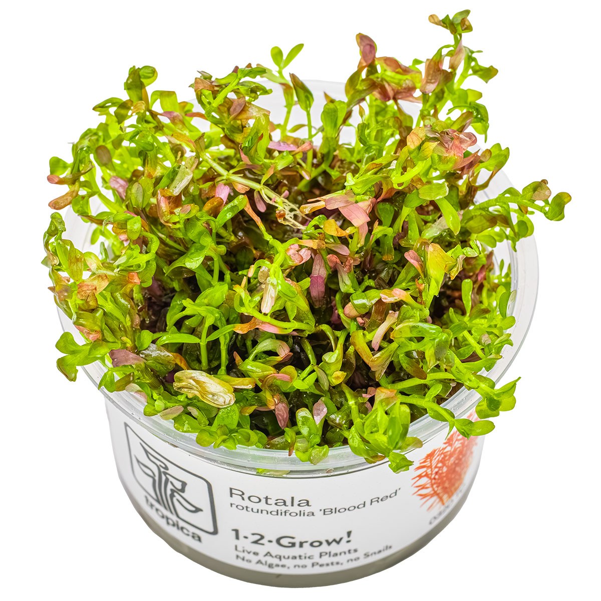 Rotala rotundifolia 'Blood Red' — 1-2-Grow!